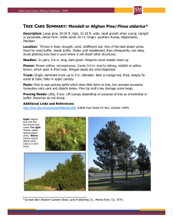 Afghan Pine