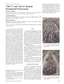 Tift 23 - UGA CAES - University of Georgia