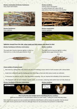 Cross section of mature seed Spikelets viewed from the side, when