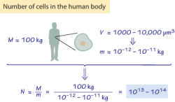 Number of cells in the human body M 100 kg N = = M m V 1000