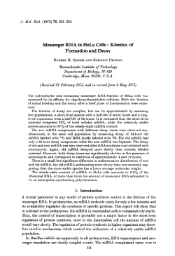 Messenger RNA in HeLa Cells : Kinetics of Formation and Decay