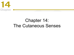 Chapter 14: The Cutaneous Senses