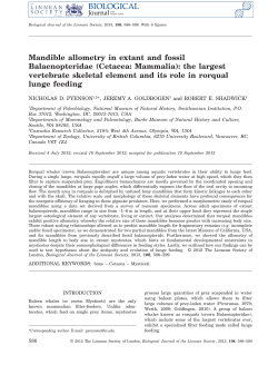 Mandible allometry in extant and fossil Balaenopteridae (Cetacea