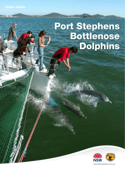 Port Stephens Bottlenose Dolphins