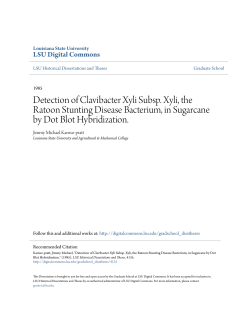 Detection of Clavibacter Xyli Subsp. Xyli, the Ratoon Stunting