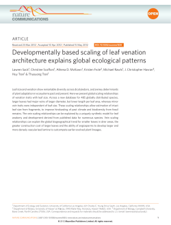 Developmentally based scaling of leaf venation architecture