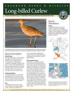 Long-billed Curlew - Colorado Parks and Wildlife
