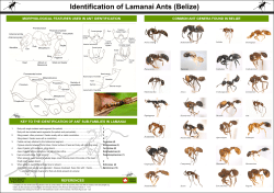 Identification of Lamanai Ants