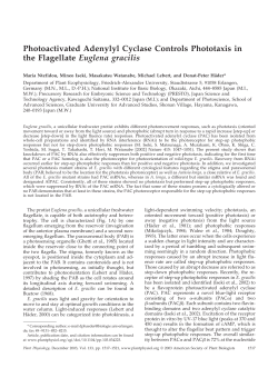 Photoactivated Adenylyl Cyclase Controls Phototaxis in the