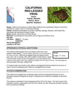california red-legged frog - Be a San Francisco Zoo Docent