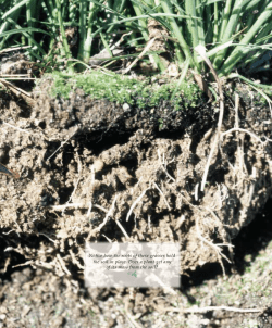 Notice how the roots of these grasses hold the soil in place. Does a