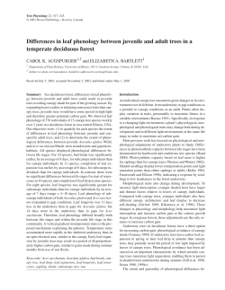 Differences in leaf phenology between juvenile and adult trees in a