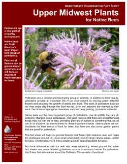 Bee Plants Facts Sheets &ndash; Upper Midwest