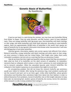 Genetic Basis of Butterflies