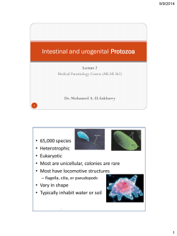 Intestinal and urogenital Protozoa