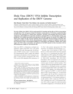 Ebola Virus (EBOV) VP24 Inhibits Transcription and Replication of