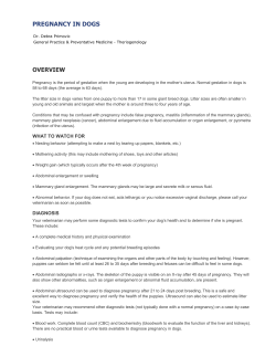 Pregnancy in Dogs - Abbey Animal Hospital