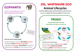 Animal Lifecycles FROGS! ELEPHANTS!
