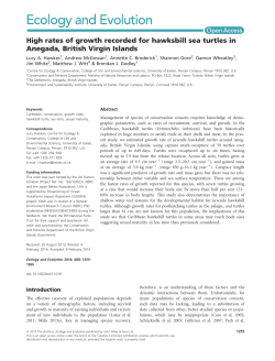 High rates of growth recorded for hawksbill sea turtles in Anegada