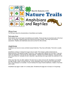 Objectives Introduction Amphibians