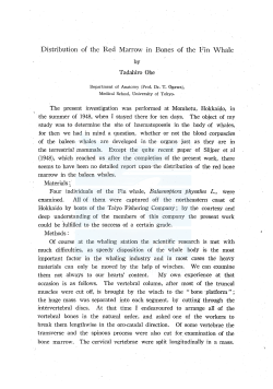 Distribution of the Red l\!Iarrow m Bones of the Fin \tVhale