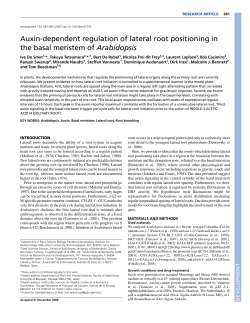 Auxin-dependent regulation of lateral root