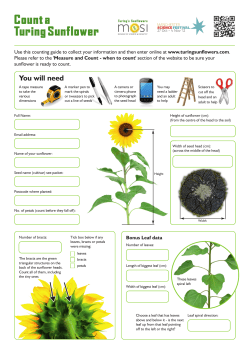 Counta TuringSunflower