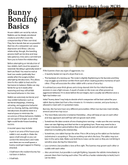 Bunny Bonding Basics - Minnesota Companion Rabbit Society