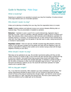 Guide to Neutering - Male Dogs