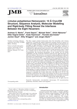 Limulus polyphemus Hemocyanin: 10 &Aring; Cryo