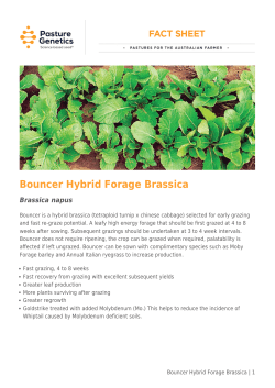 Bouncer Hybrid Forage Brassica