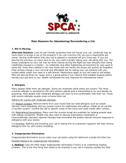 Most Common Reasons Owners Give When Surrendering Their Cat