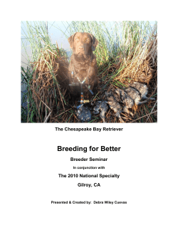 Breeding for Better - QuailRidge Chesapeakes