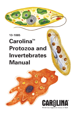 Carolina Protozoa and Invertebrates Manual