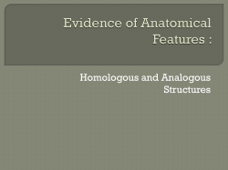 Evidence of Anatomical Features :