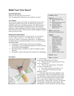 Build Your Own Insect! - Garden Earth Naturalist Homepage