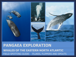 North Atlantic Whale Guide