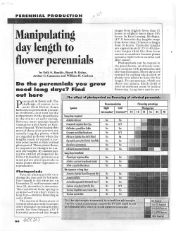 Manipulating day length to flower perennials