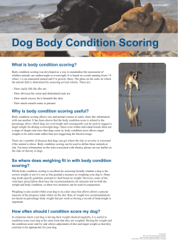 Dog Body Condition Scoring