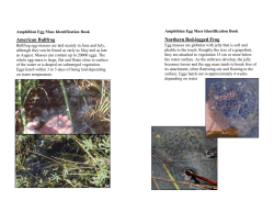 American Bullfrog Northern Red