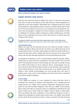 Rabbit Winter Care Advice