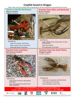 Crayfish Found in Oregon - Oregon State University