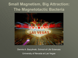 Small Magnetism, Big Attraction: The Magnetotactic Bacteria