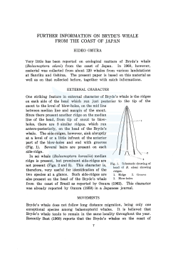 further information on bryde`s whale from the coast of japan