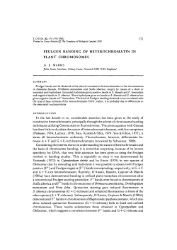 feulgen banding of heterochromatin in plant chromosomes