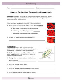 Paramecium Homeostasis