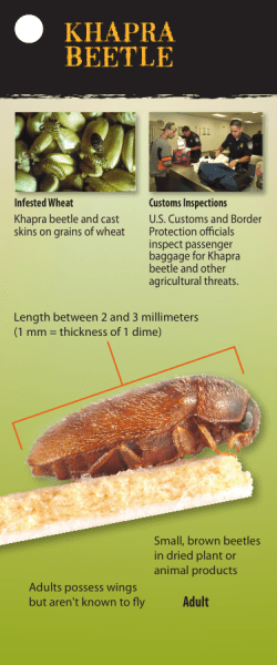 khapra beetle - Hungry Pests