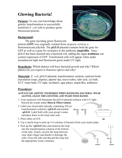 Glowing Bacteria!
