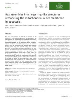 Bax assembles into large ring-like structures remodeling the