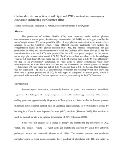 Carbon dioxide production in wild type and PDC1